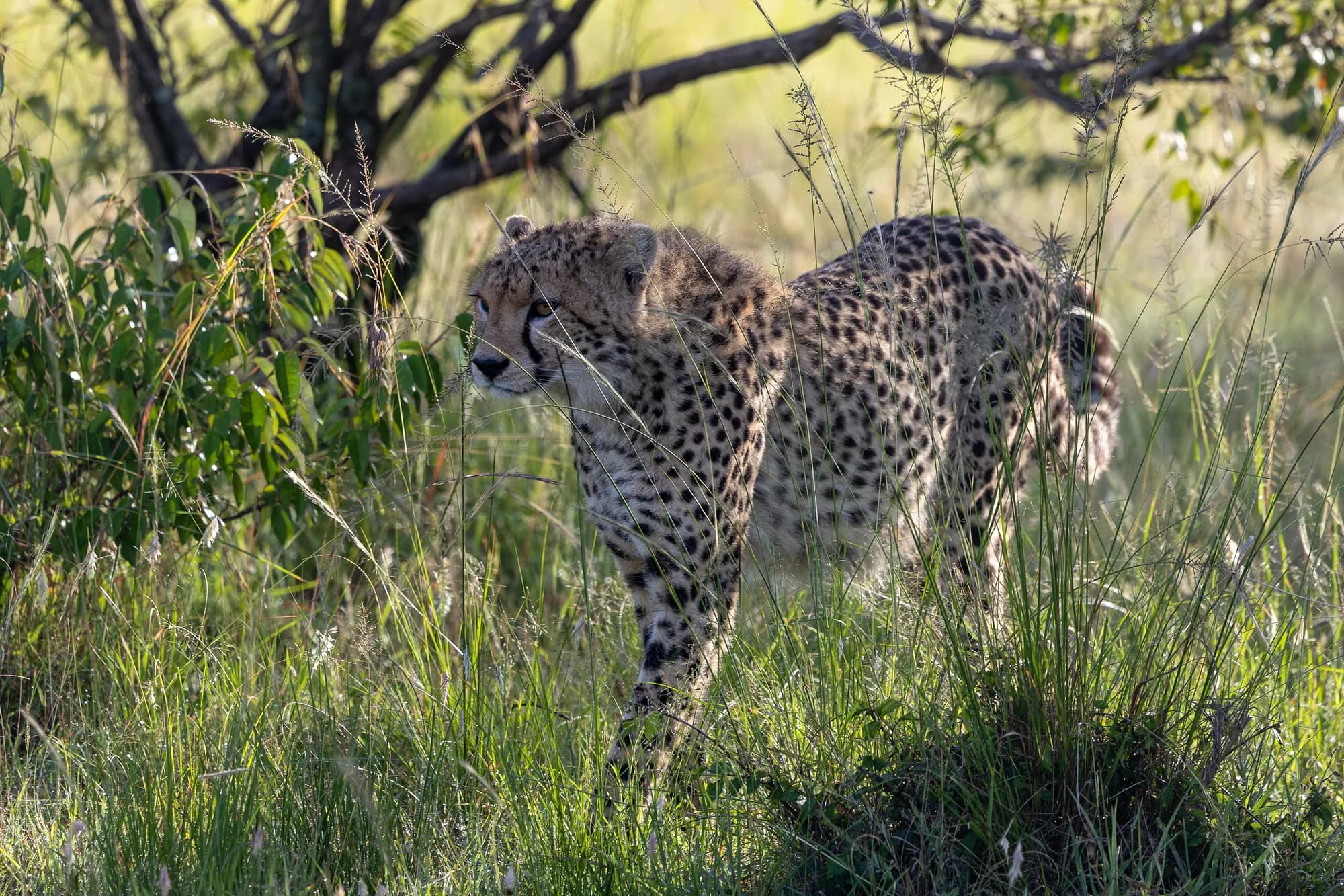 Cheetah on the short-grass plains