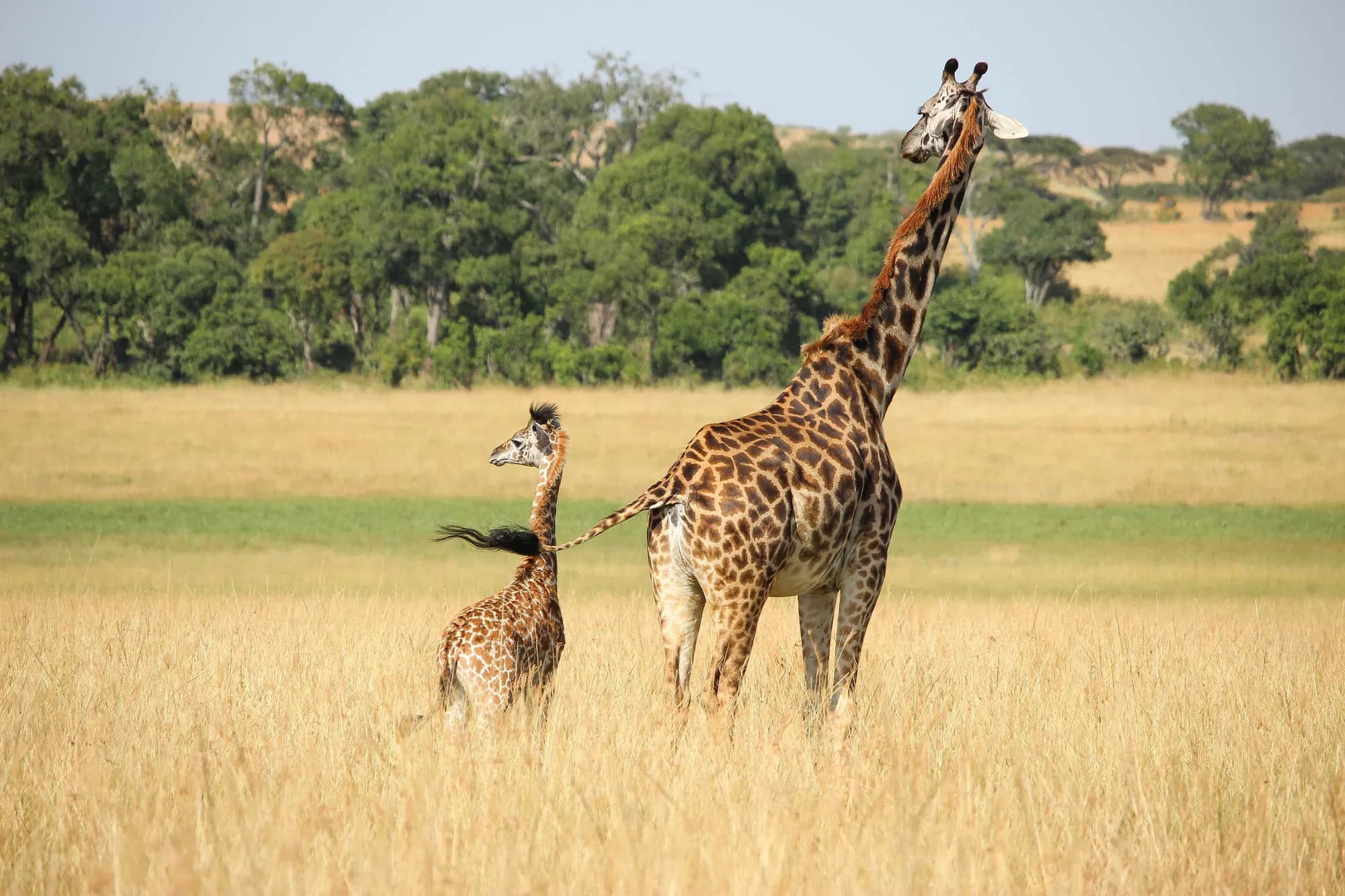 Giraffe and calf