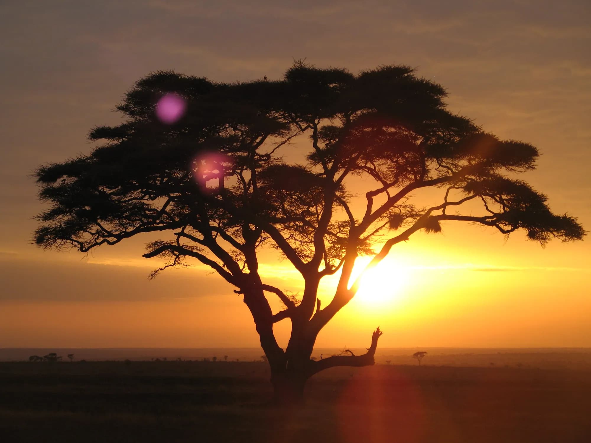 An acacia silhouetted against sunrise on the East African plains