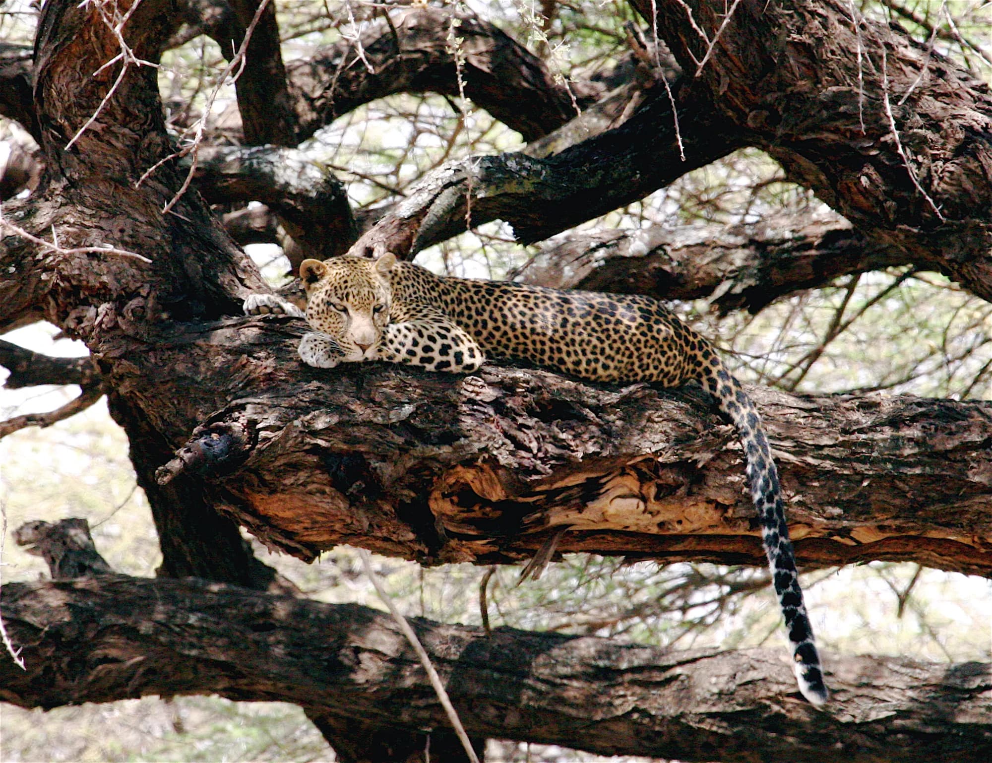 Leopard in a Samburu doum palm