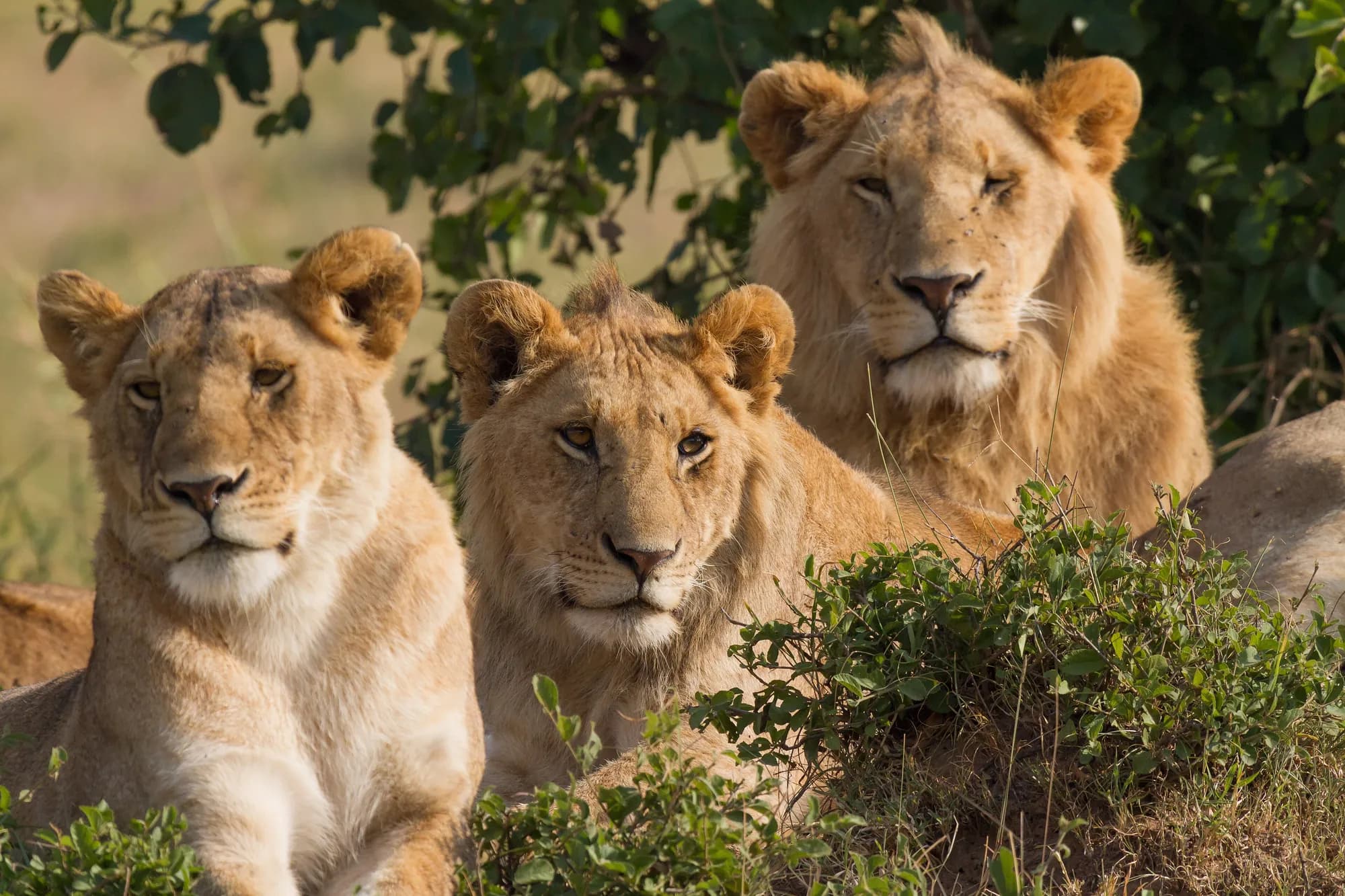 A lion pride resting together in the Maasai Mara