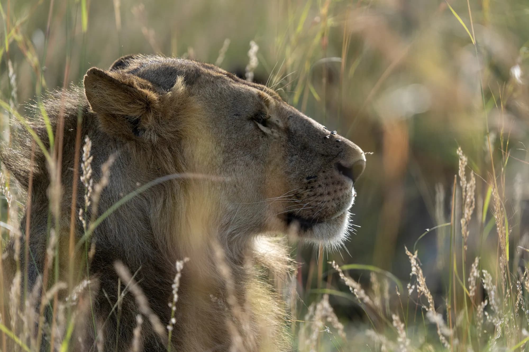 Male lion, Maasai Mara