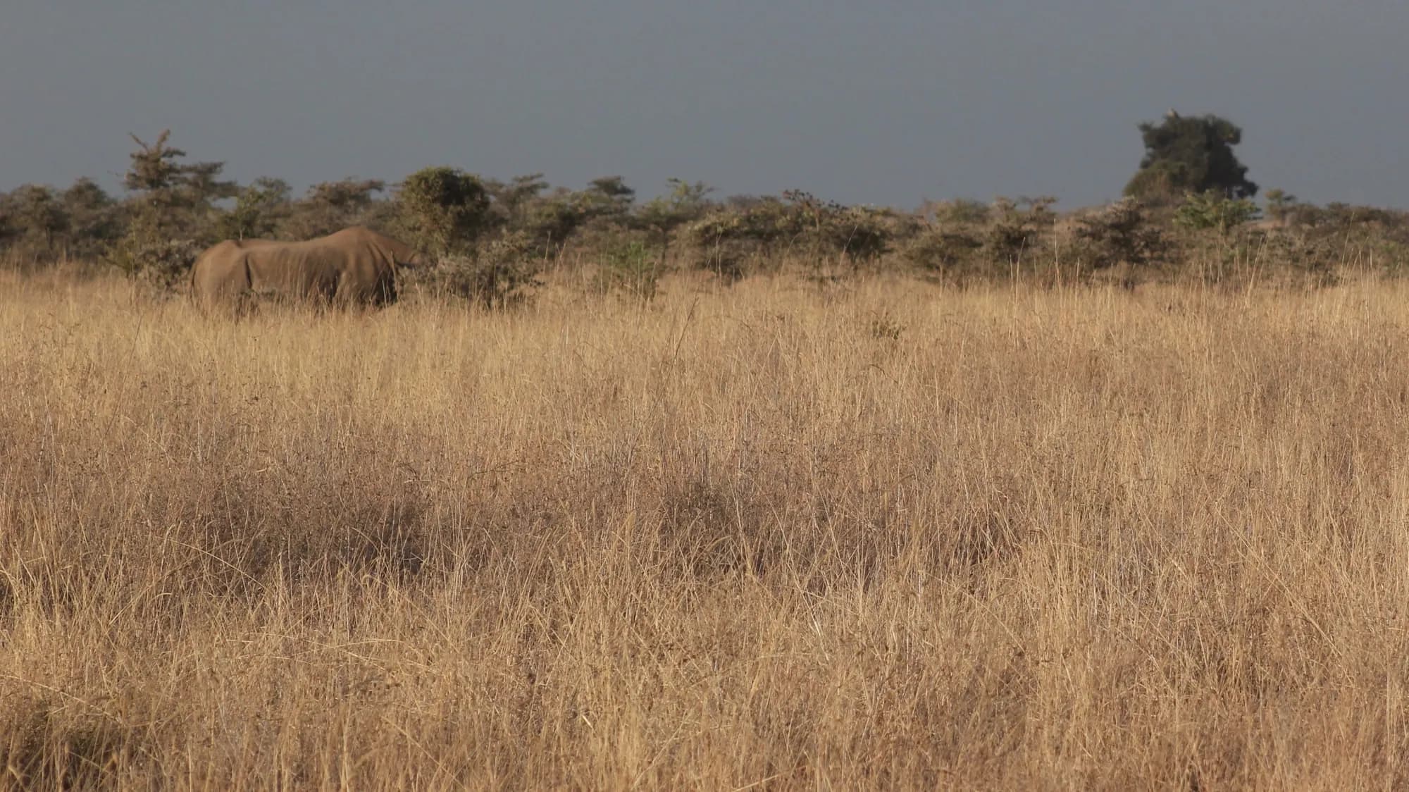 Black rhino, Nairobi National Park