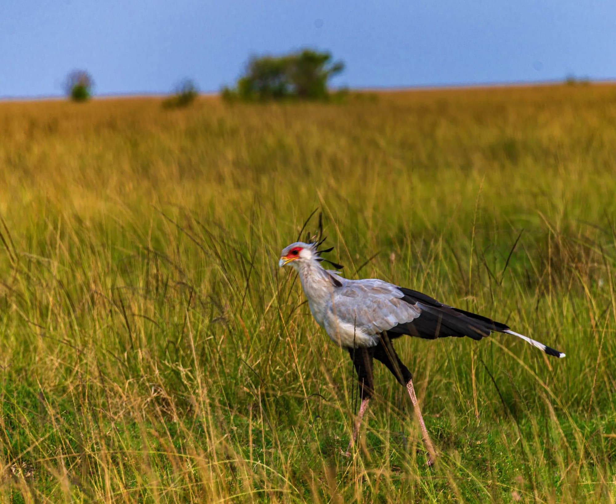 Secretary bird hunting, Maasai Mara