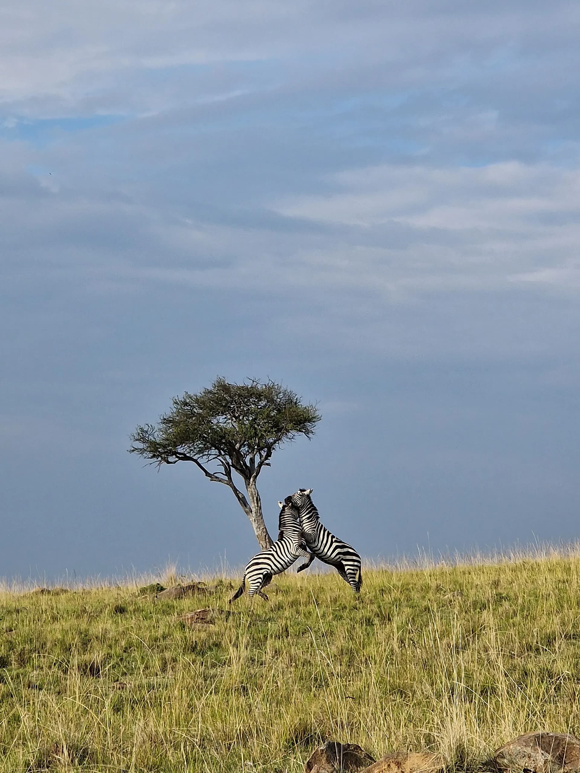 Plains zebra, Maasai Mara